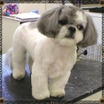 Shih Tzu haircuts