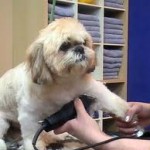 Shih Tzu personality and haircuts