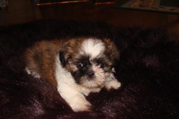 shih tzu eight weeks for sale