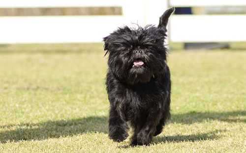 Affenpinscher