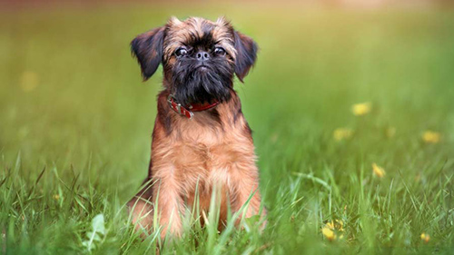 Affenpinscher temperament