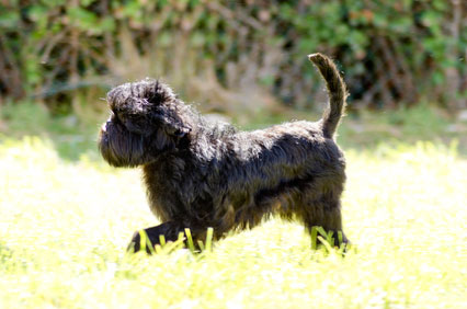 Affenpinscher