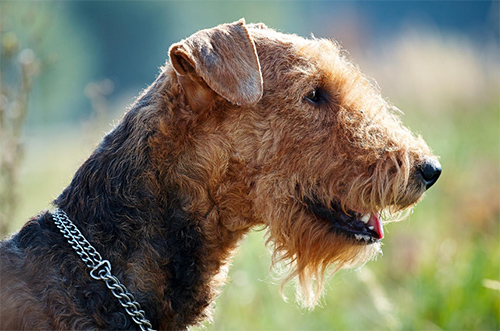 Airedale Terrier