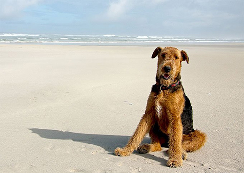 Airedale Terrier temperament