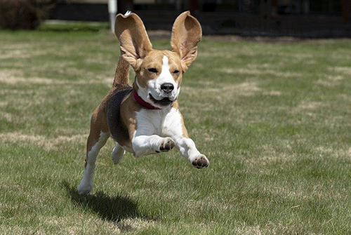 Beagle dogs