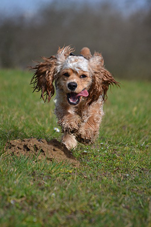 Are cocker spaniel hypoallergenic