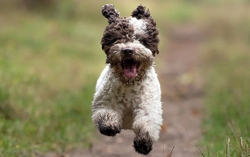 Are lagotto romagnolo hypoallergenic