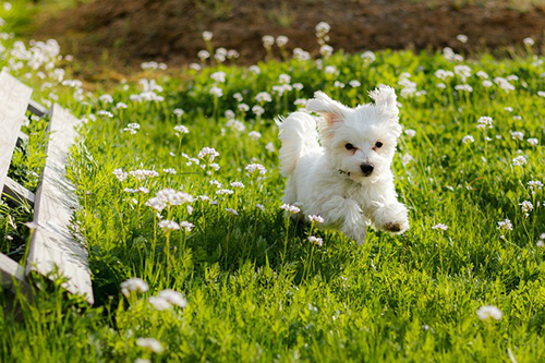 Maltese