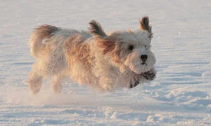 petit basset griffon vendeen