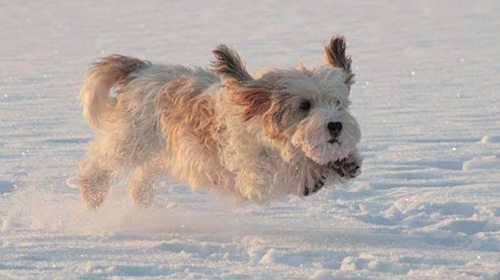 petit basset griffon vendeen