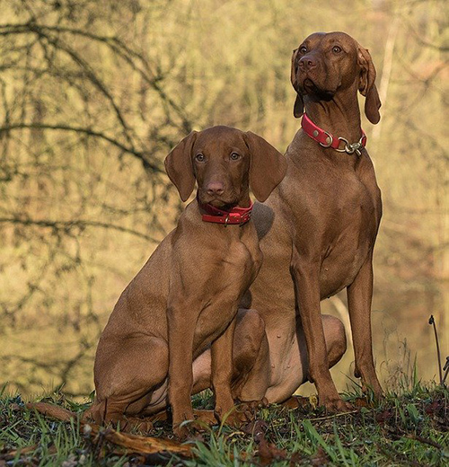 Are vizsla hypoallergenic