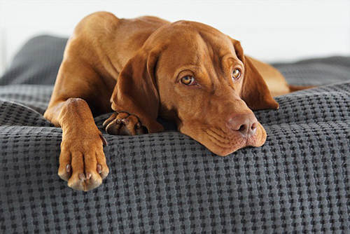 Are vizslas good guard dogs