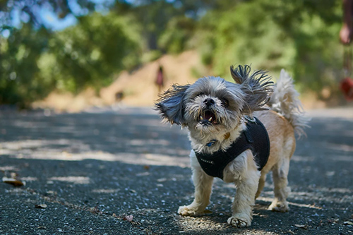 At what age is a Shih Tzu no longer a puppy?