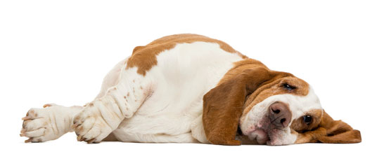 Basset-hound-dog
