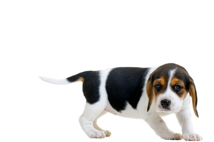 Beagle