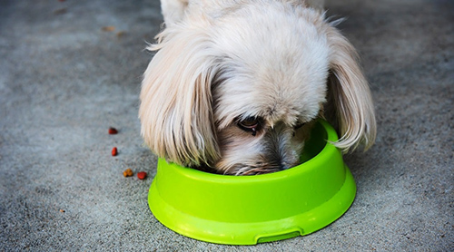 Shih Tzu eating food out of greed doggy bowl
