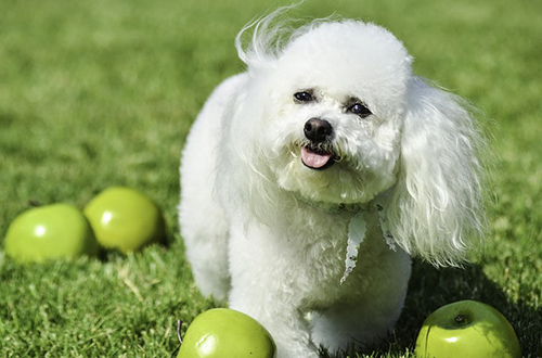 Image of Bichon Tenerife dog