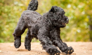 Black Russian Terrier