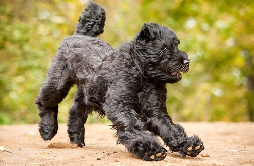 Black Russian Terrier