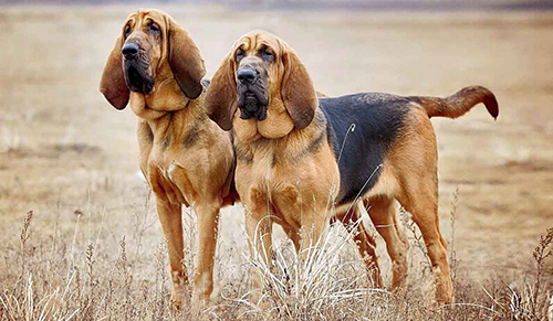 Bloodhound