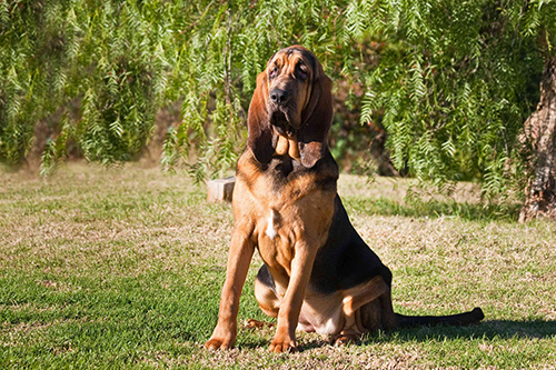 Bloodhound temperament
