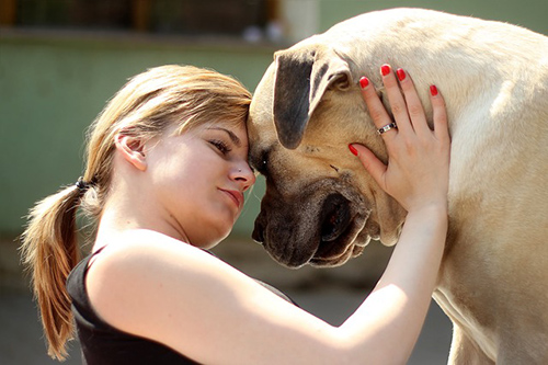 Boerboel Breed Facts