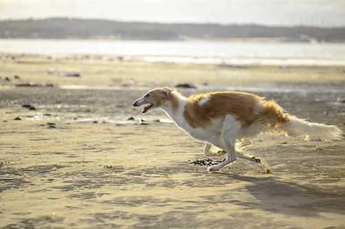 Borzoi