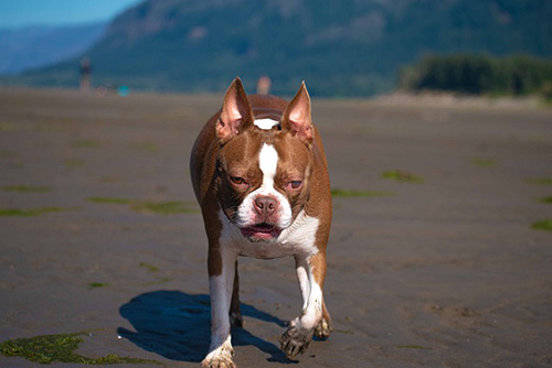 Boston Terrier