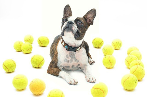 Boston Terrier temperament