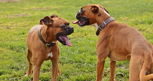 two boxer dogs playing with each other