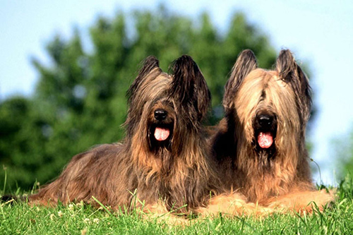 Briard Breed