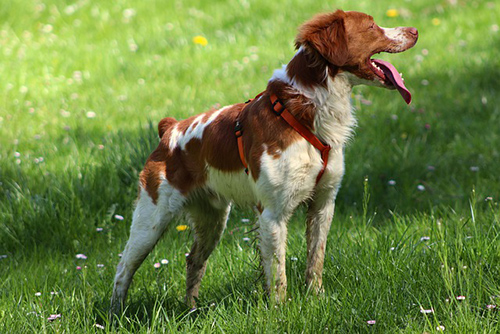 Brittany dog