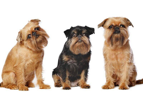 Brussels Griffon temperament