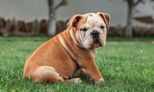 Bulldog