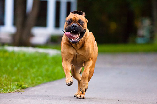 Bullmastiff