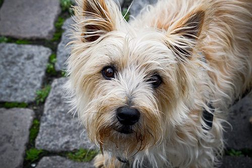 are cairn terriers intelligent