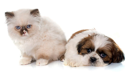 Can shih tzu's be friends with cats