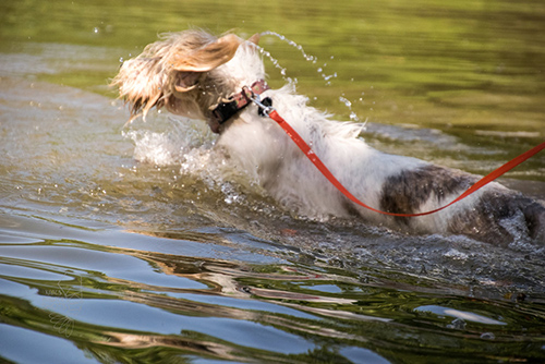 Can you go running with petit basset griffon