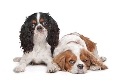 Cavalier-King-Charles-Spaniel