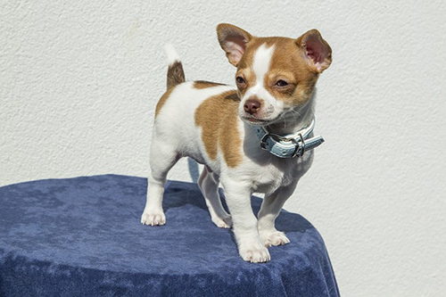 Chihuahua chilling and loving life