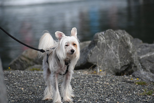 Chinese Crested having fun when out and about