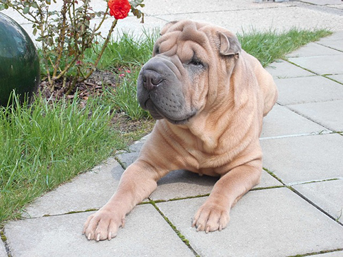 Chinese Shar-Pei dog