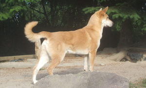 Chinook dog