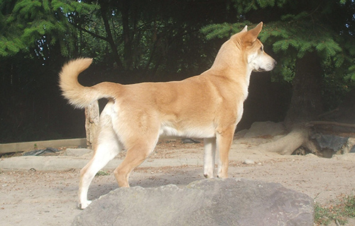 Chinook dog