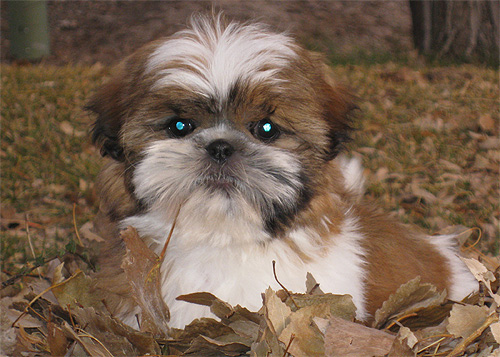 Classic Shih Tzu puppies