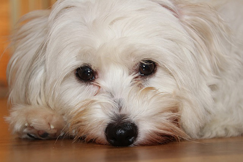 Coton de Tulear