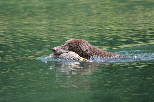 Curly Coated Retriever