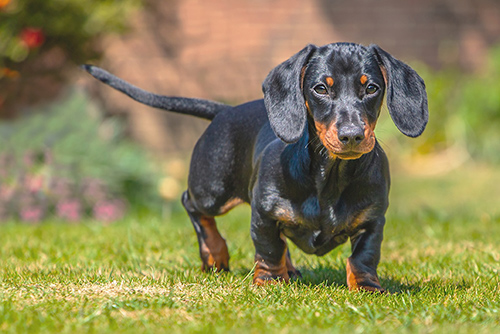 Dachshund walking on grass showing off its shiny coat