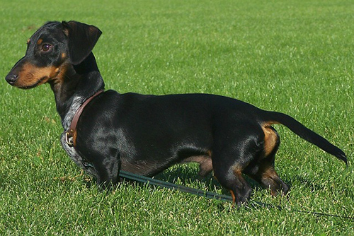 Dachshund temperament