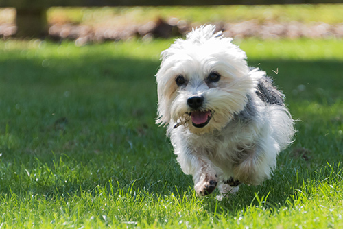 Dandie Dinmont Terrier